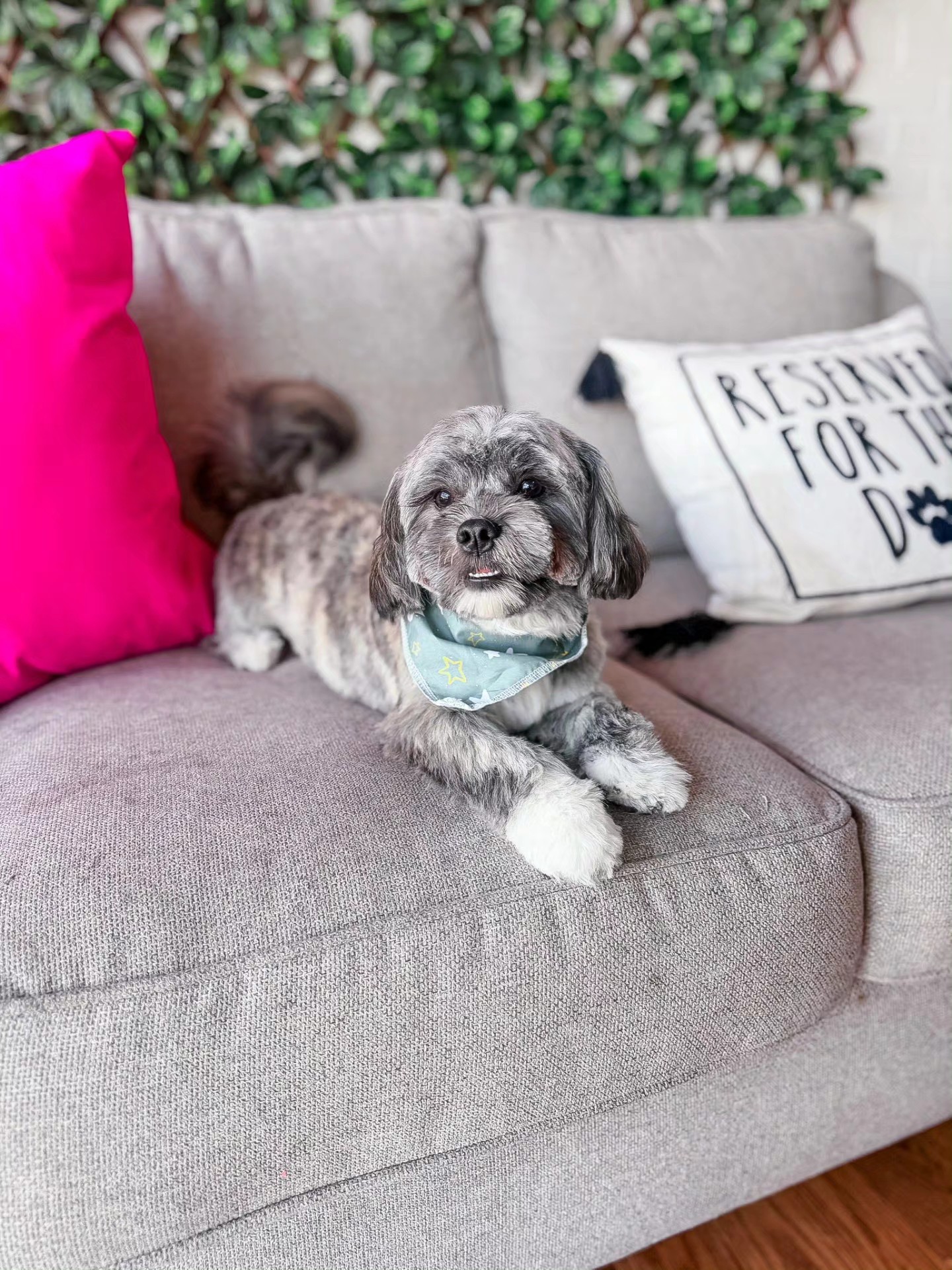 Calm, relaxed dog after grooming at Little Jenna's