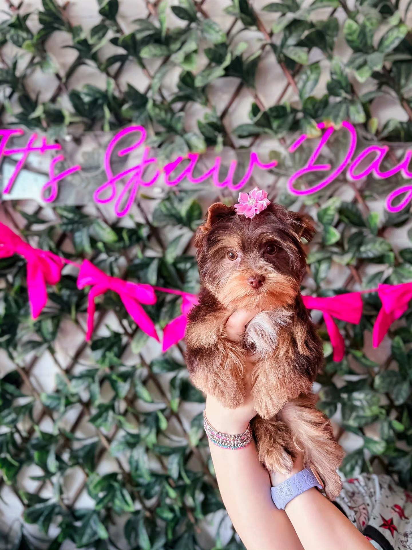 Adorable Yorkshire Terrier puppy with pink bow at Little Jenna's Grooming