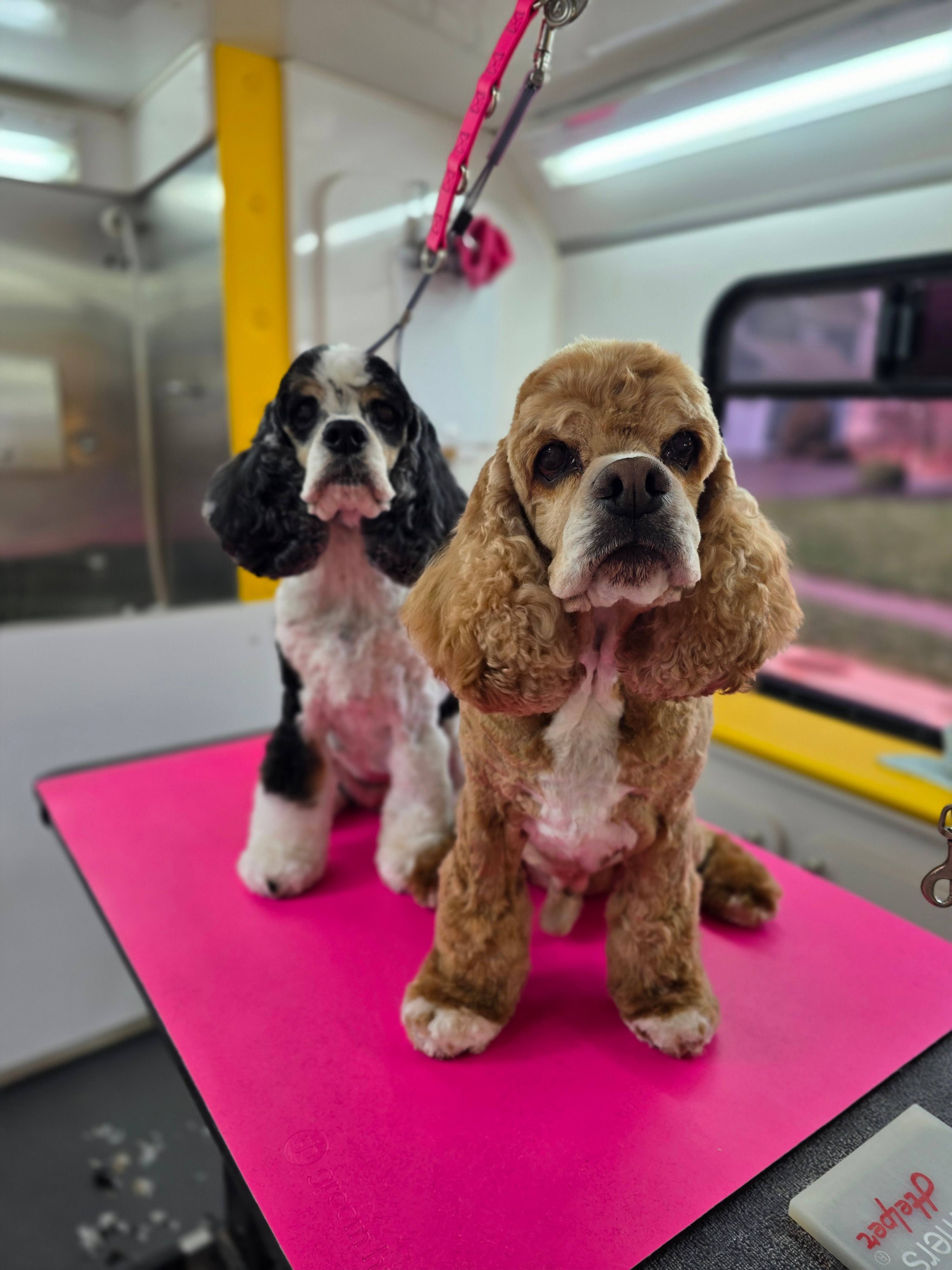 Two senior Cocker Spaniels freshly groomed at Little Jenna's