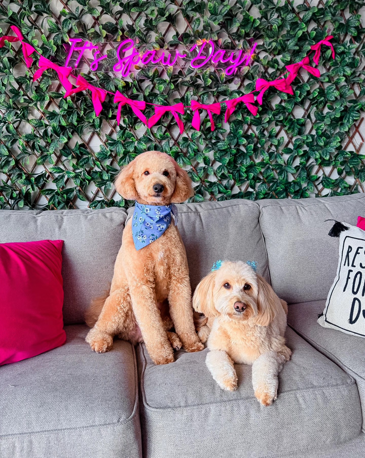 Two freshly groomed dogs at Little Jenna's Grooming in South Riding, VA
