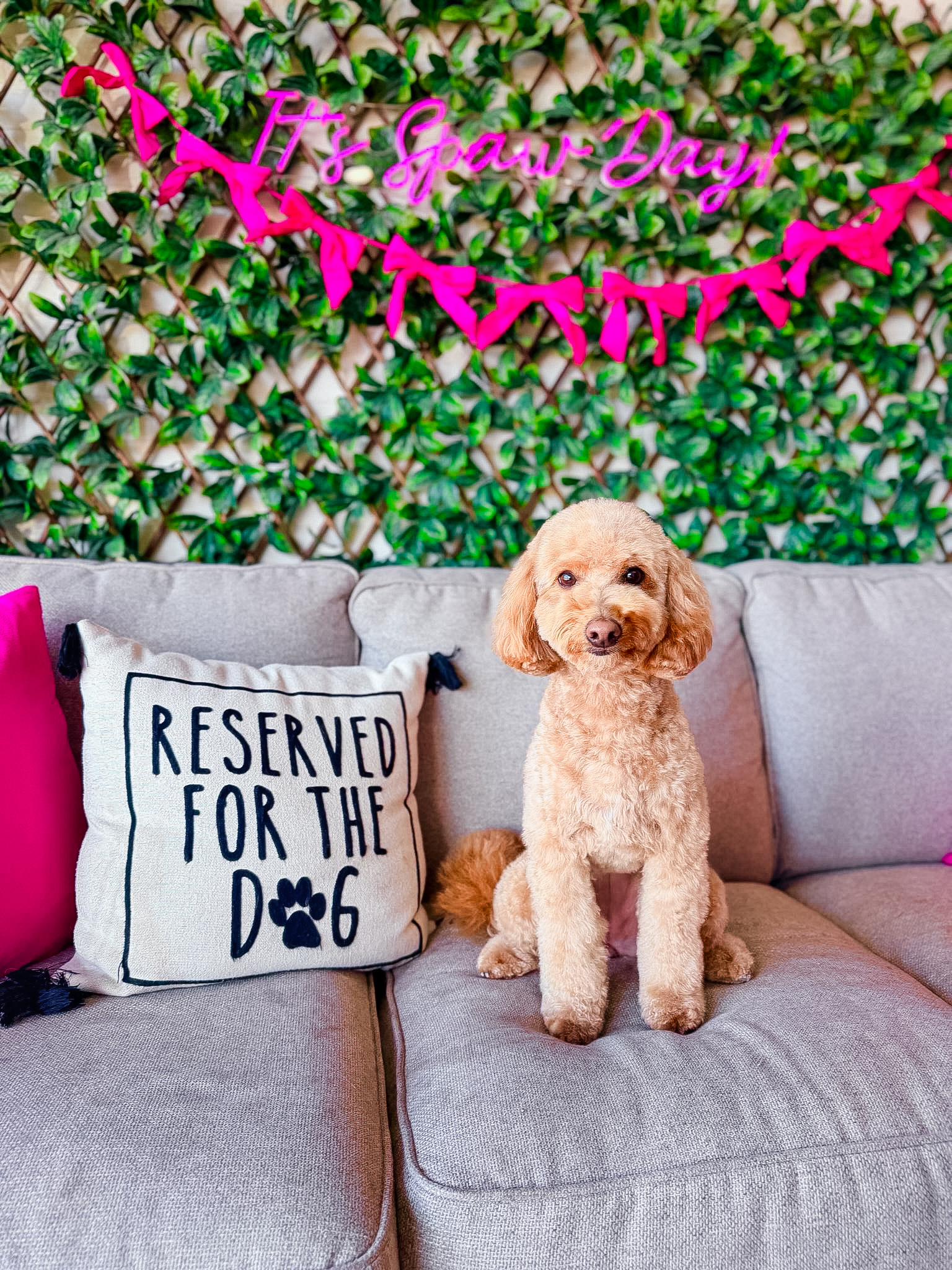 A freshly groomed goldendoodle sitting on a couch with a 'Reserved for the Dog' pillow at Little Jenna's Grooming